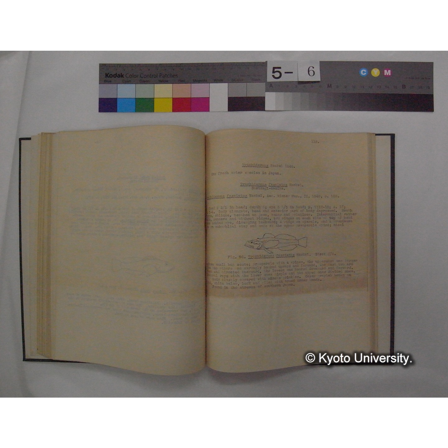 Fresh Water Fishes of Japan / by Denzaburo Miyaji (14)