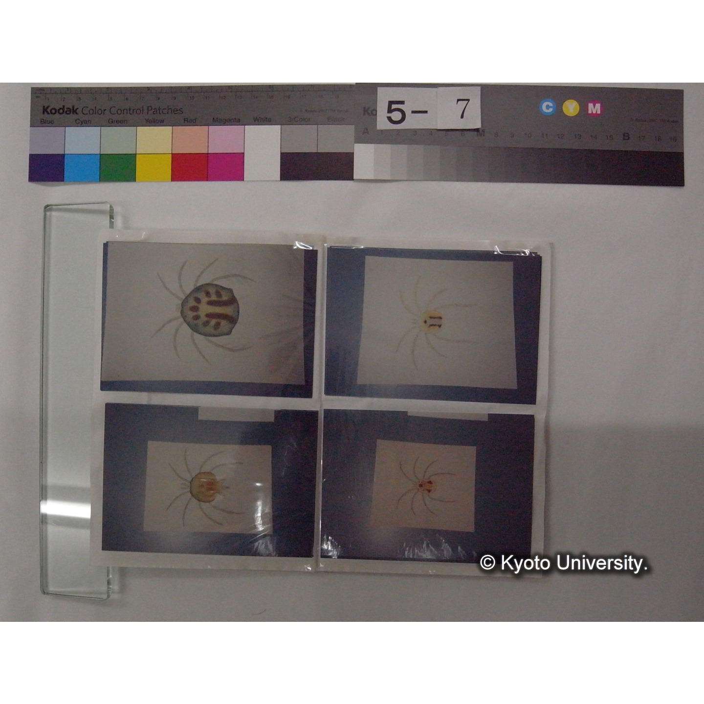 (川村多實二氏作絵画等撮影写真アルバム) / (成田氏) (7)