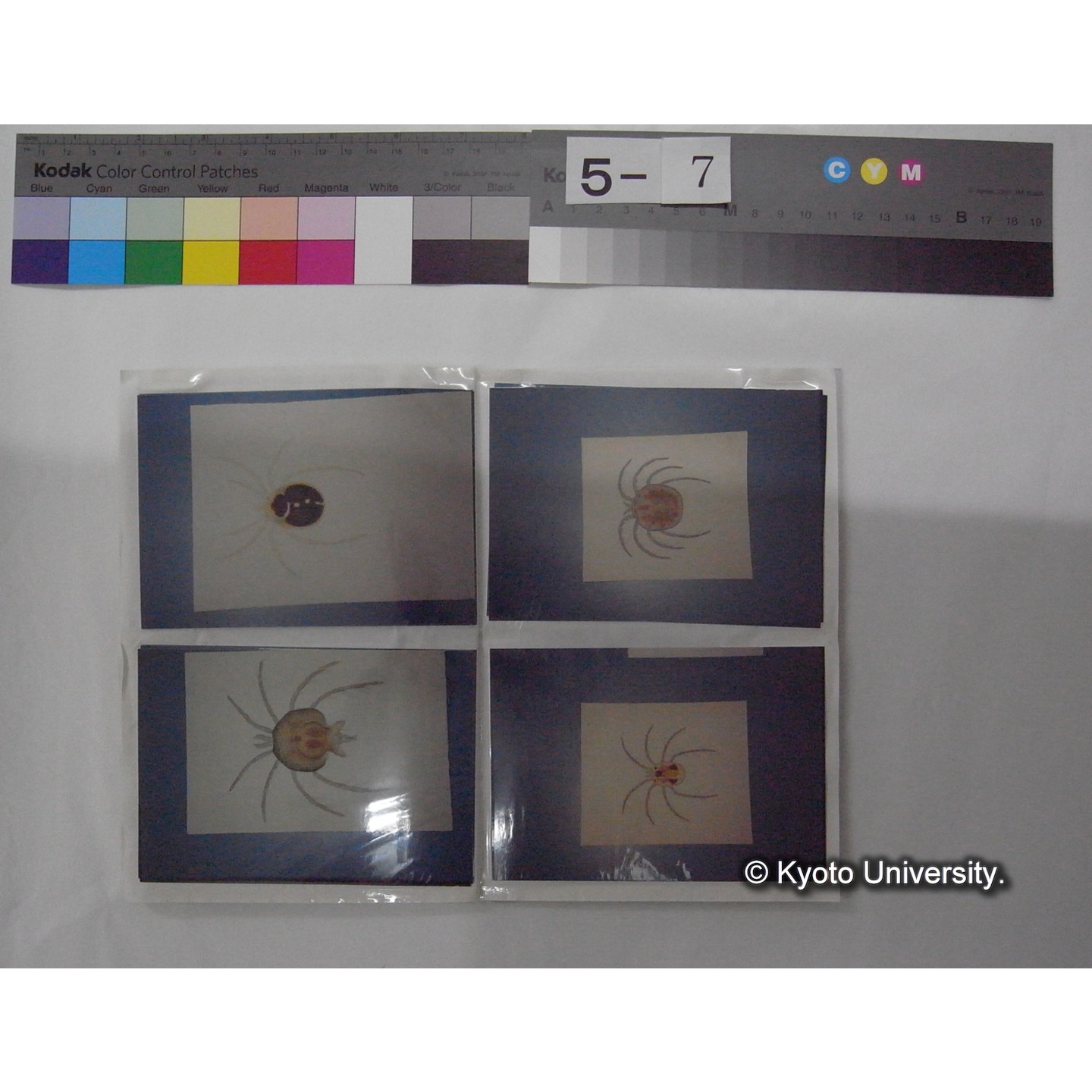 (川村多實二氏作絵画等撮影写真アルバム) / (成田氏) (8)