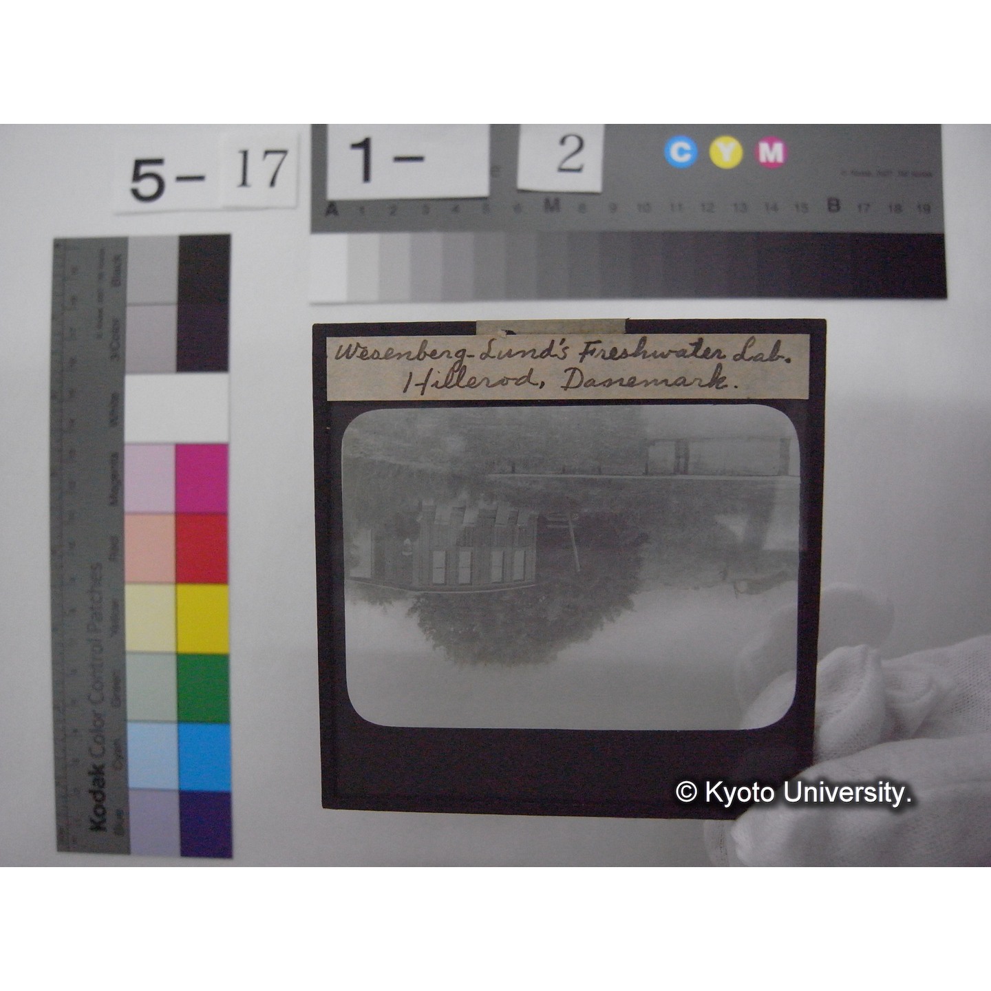 スライド(ガラス種板): S37 Weseuberg-Lund's Fresh water Laboratory, Hillerod, Danmark. あるいは Danish Freshwater Biological Laboratory (of University of Copenhagen). (1)