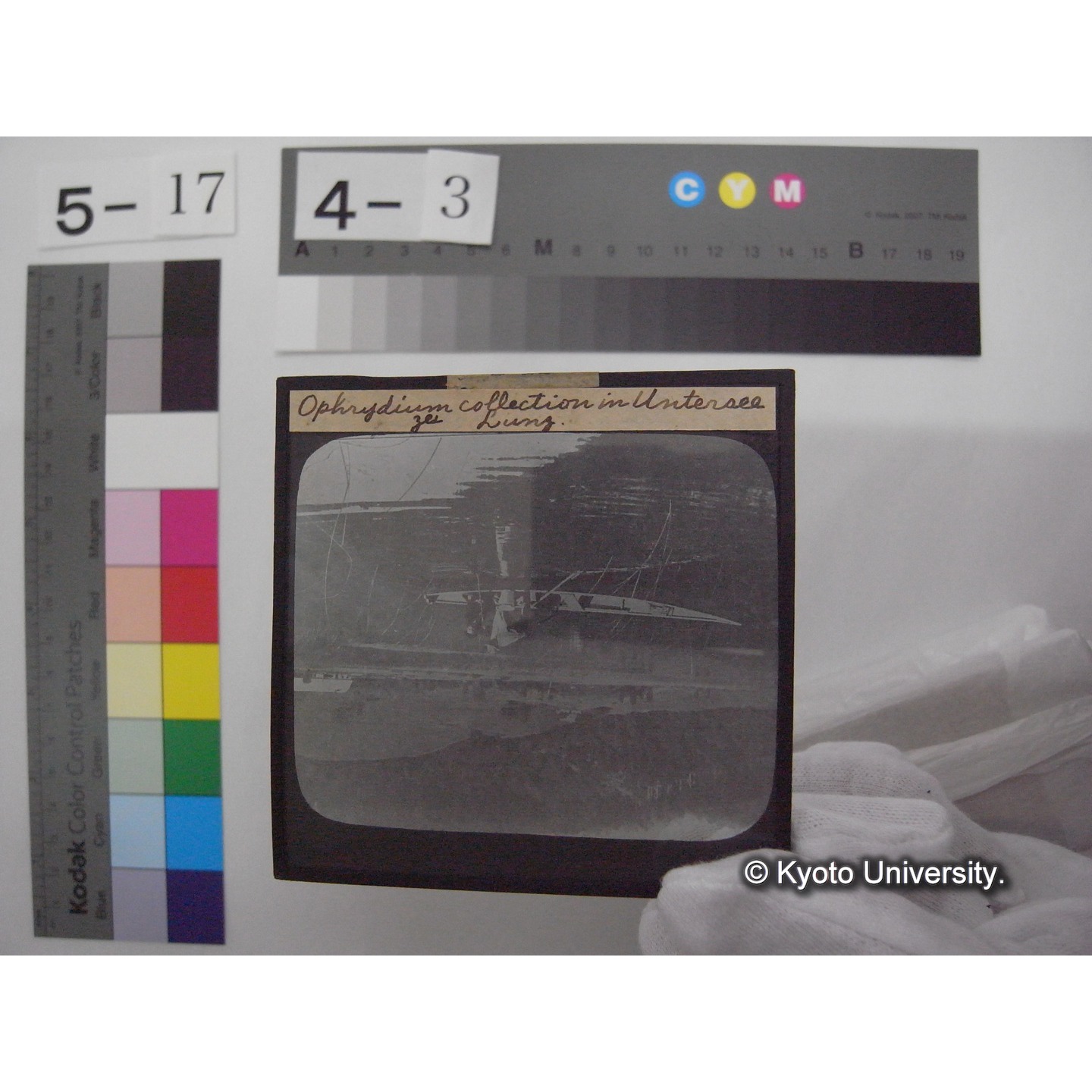 スライド(ガラス種板): S12 Ophrydium collection in Untersee zu Lunz. (1)