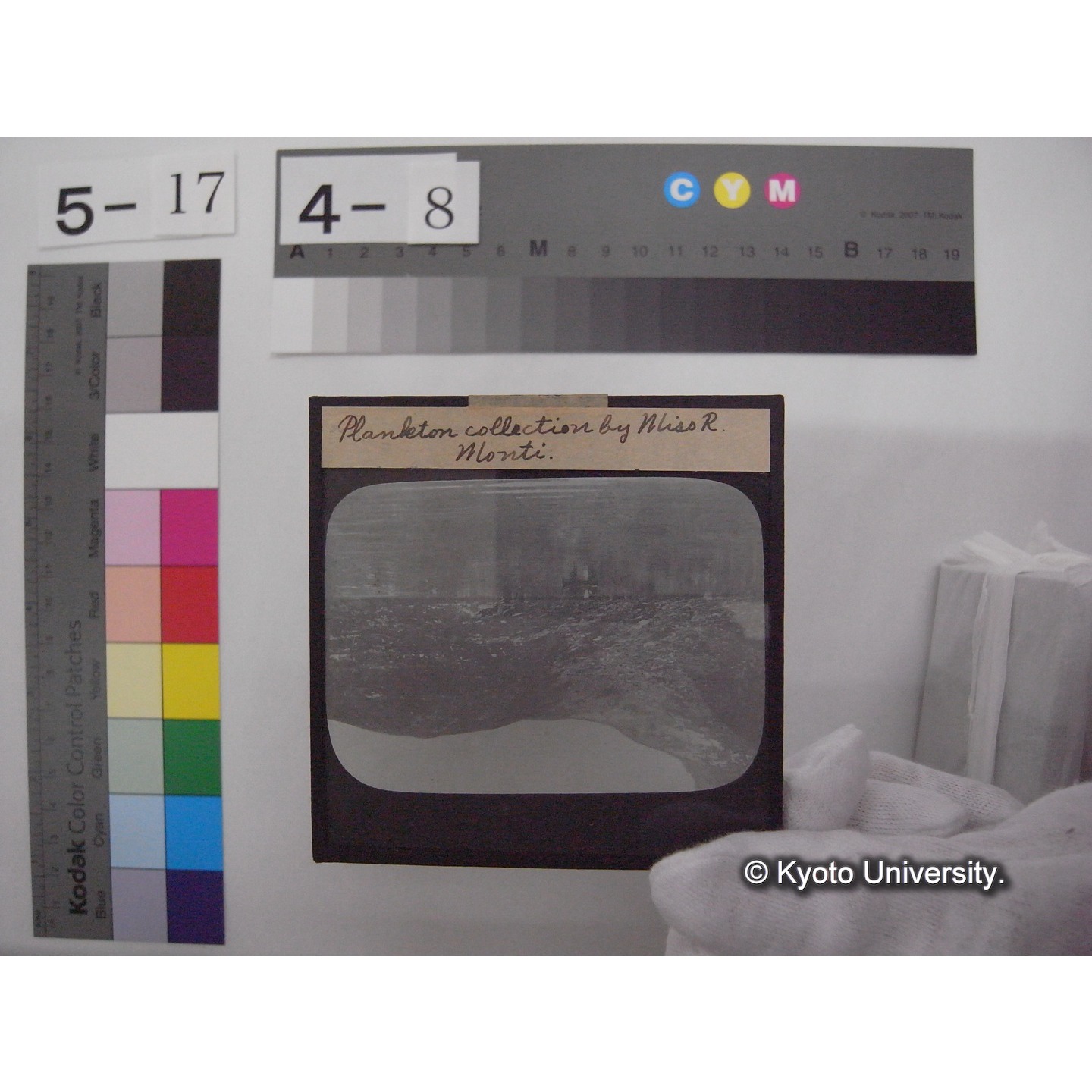 スライド(ガラス種板): S29 Plankton collection by Miss R. Monti ou L.Panelatte. (1)