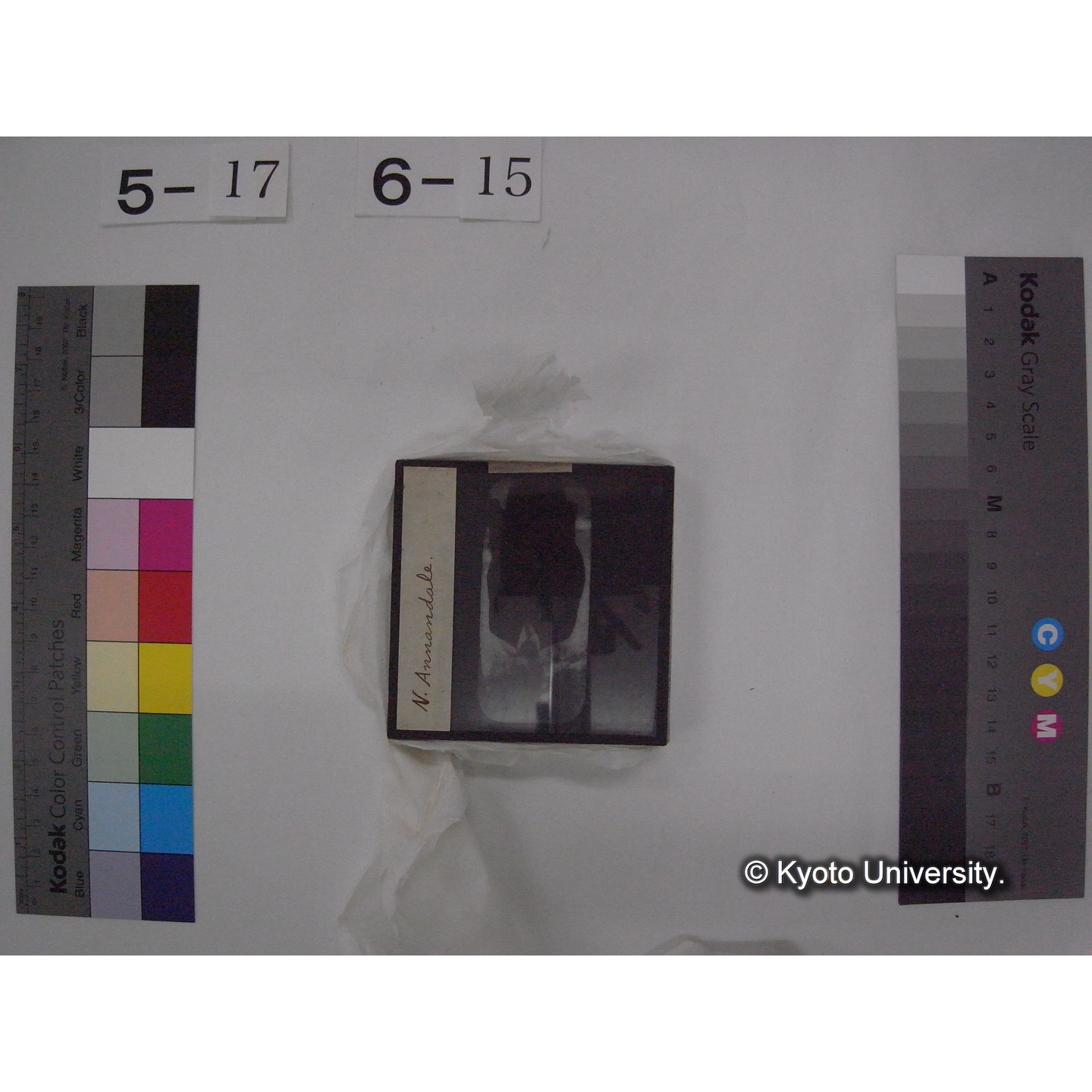 スライド(ガラス種板) (22)