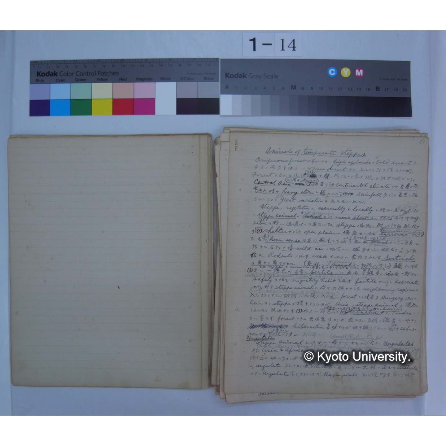 (気候・植生区分における動物の生態) [直筆原稿] / (川村多實二) (4)