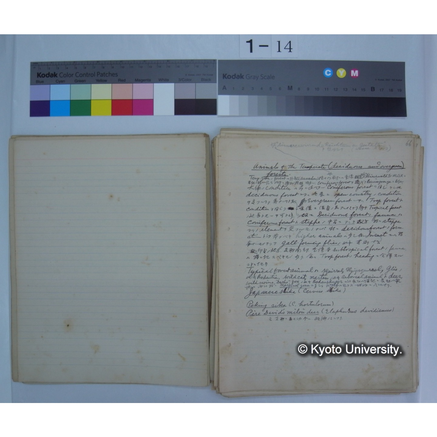 (気候・植生区分における動物の生態) [直筆原稿] / (川村多實二) (5)