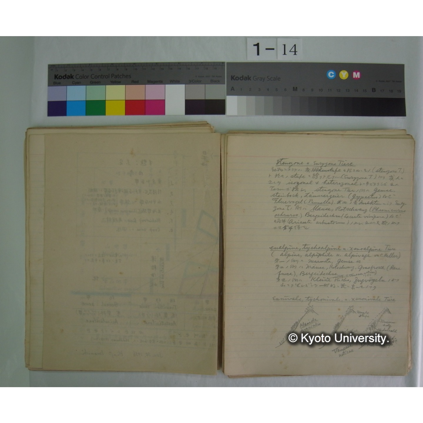 (気候・植生区分における動物の生態) [直筆原稿] / (川村多實二) (8)