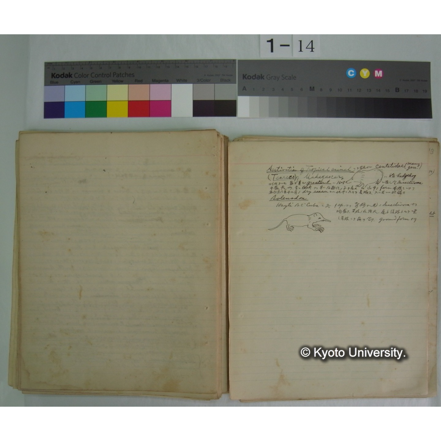 (気候・植生区分における動物の生態) [直筆原稿] / (川村多實二) (10)