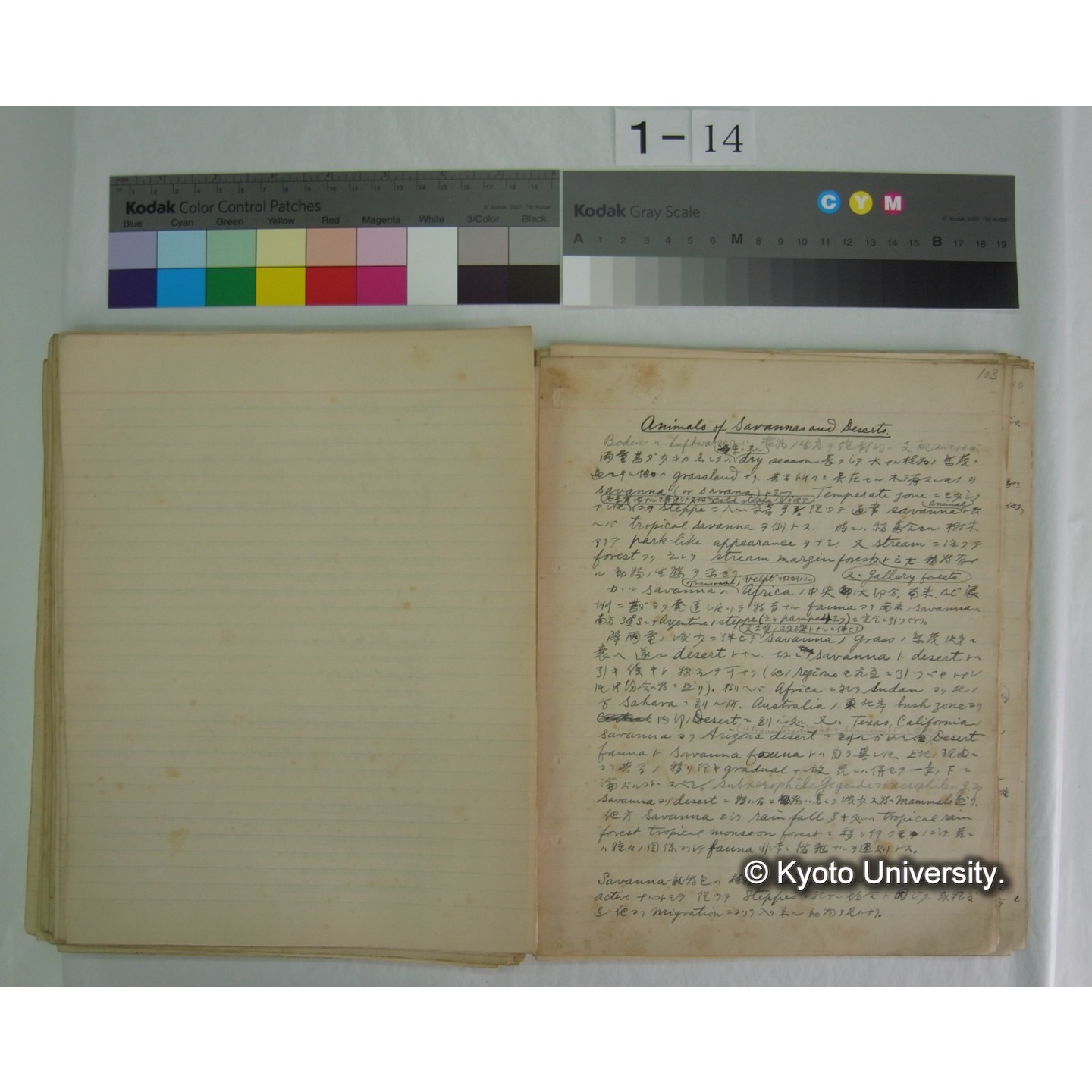 (気候・植生区分における動物の生態) [直筆原稿] / (川村多實二) (11)