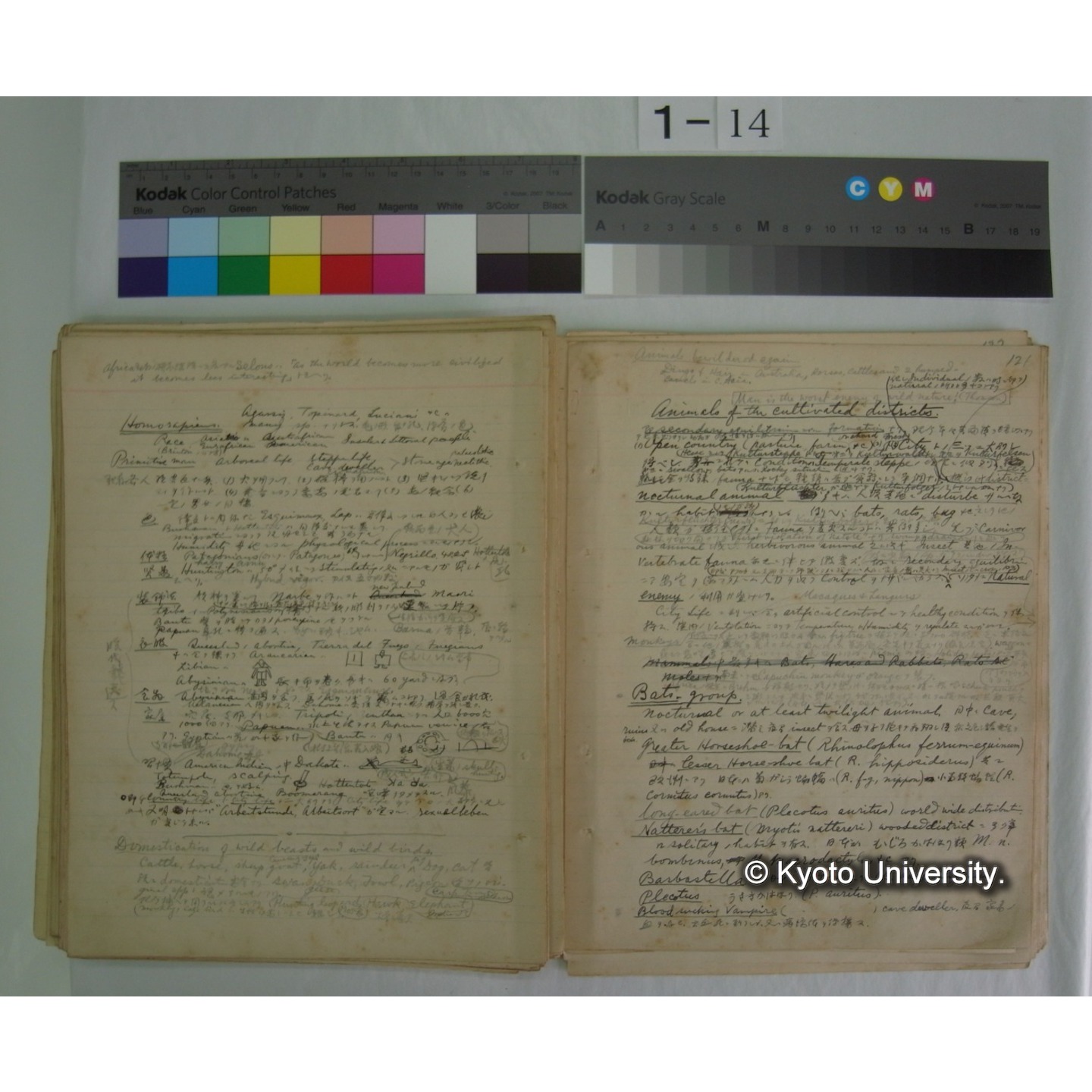 (気候・植生区分における動物の生態) [直筆原稿] / (川村多實二) (12)