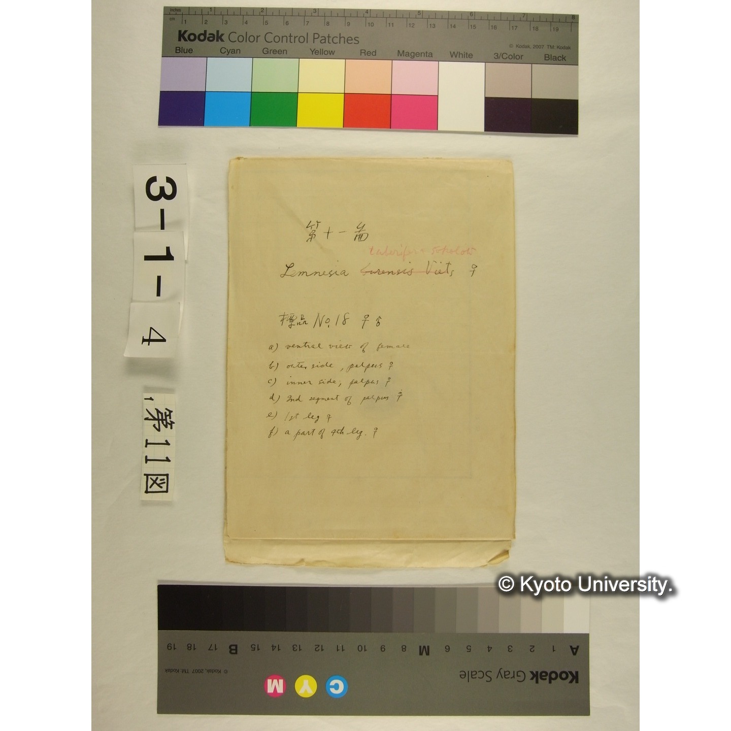 第11図 (ヌマダニか) (1)