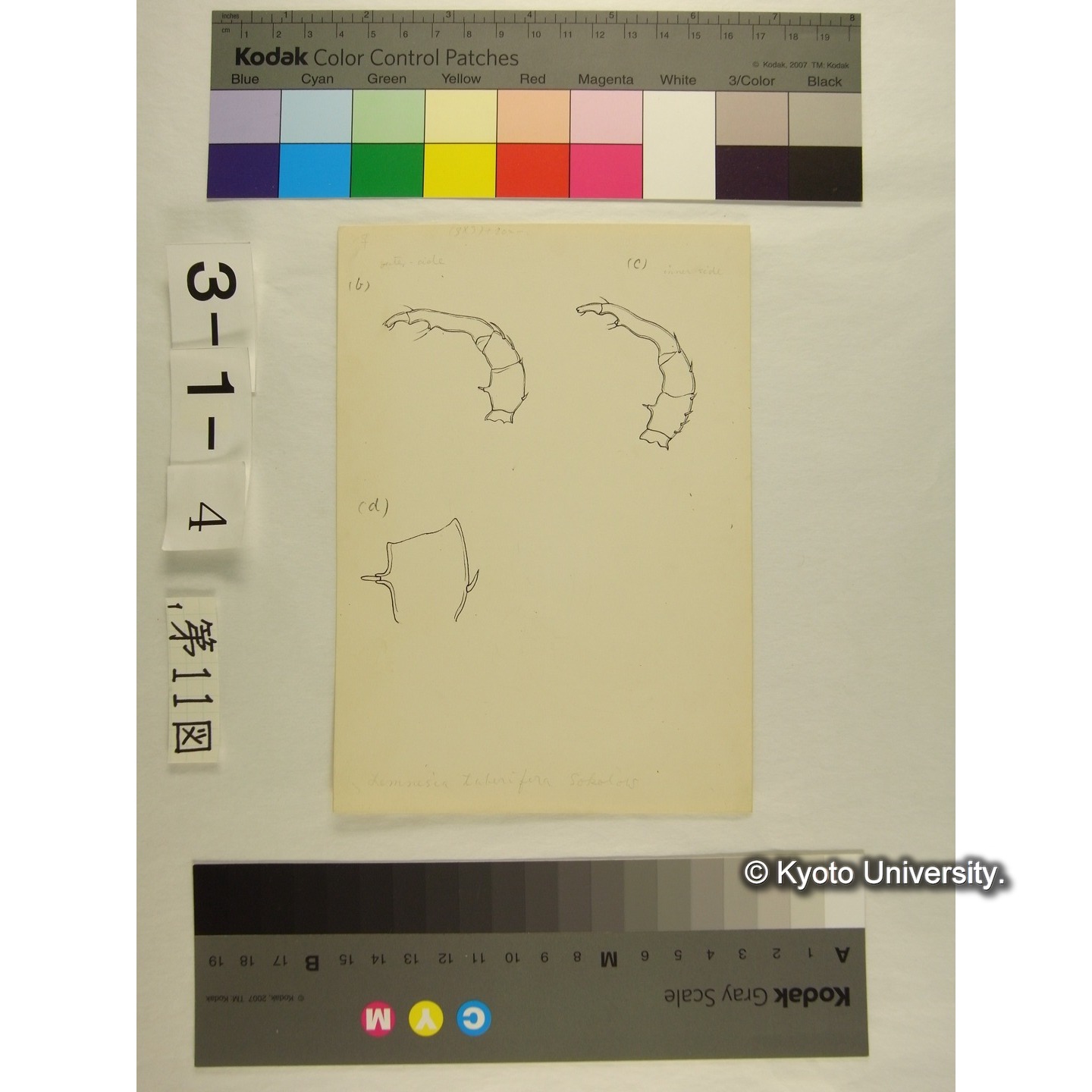 第11図 (ヌマダニか) (3)