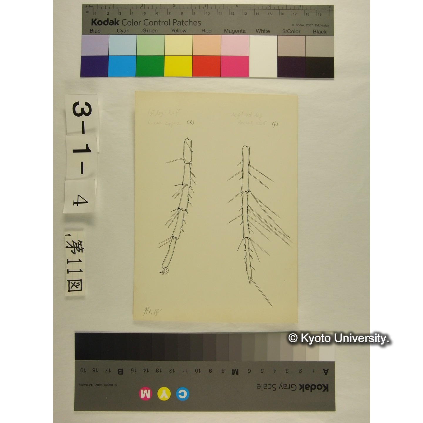 第11図 (ヌマダニか) (4)