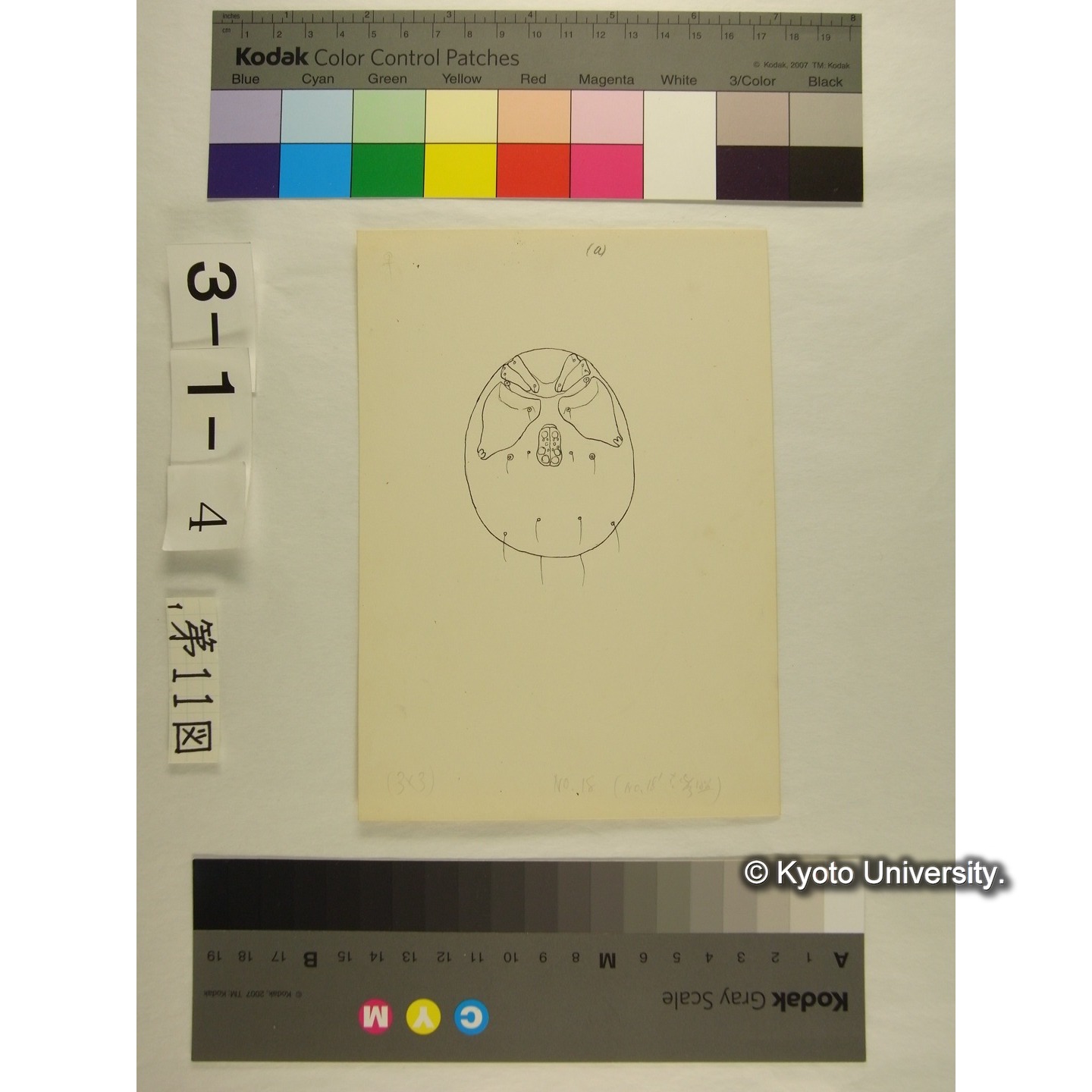 第11図 (ヌマダニか) (5)