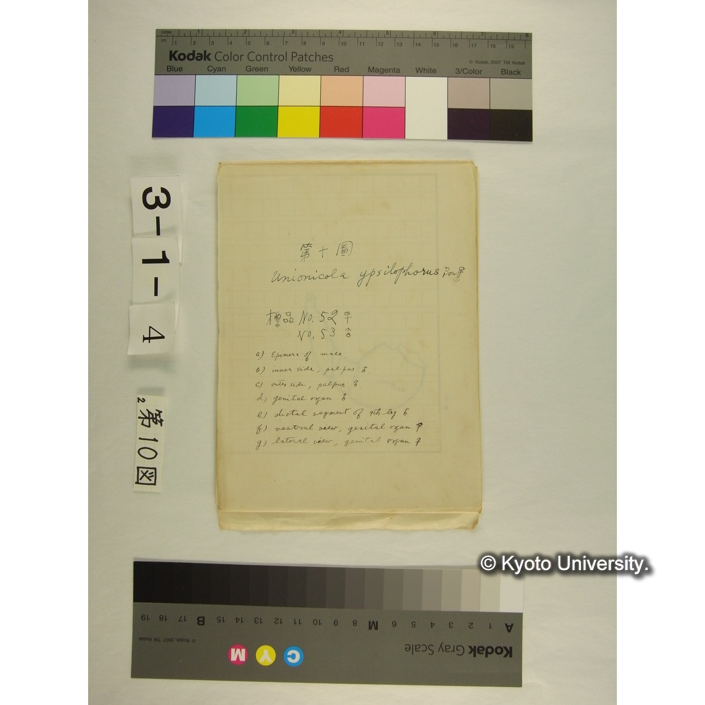 第10図 (カイダニか) (1)