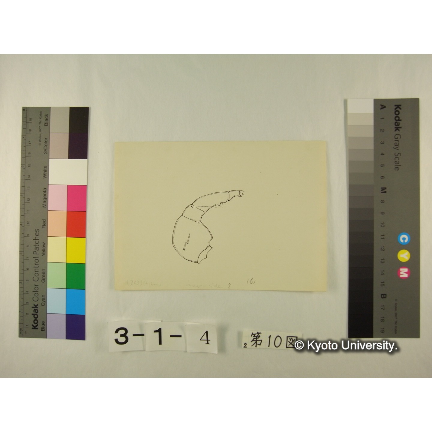 第10図 (カイダニか) (2)