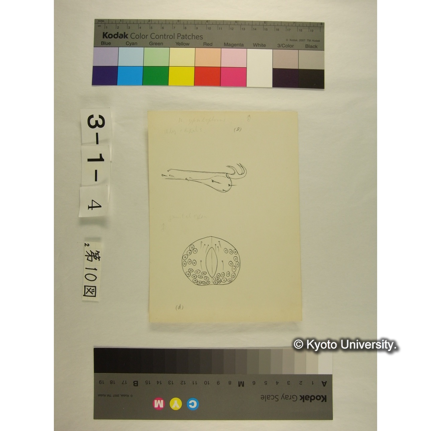 第10図 (カイダニか) (3)