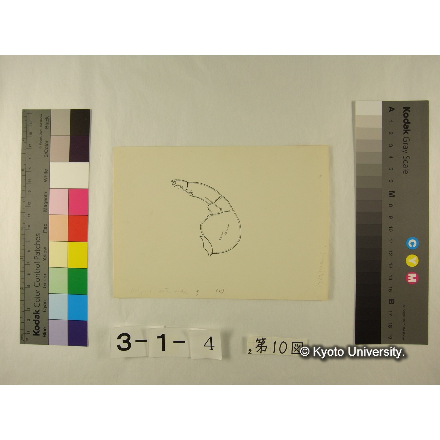 第10図 (カイダニか) (4)