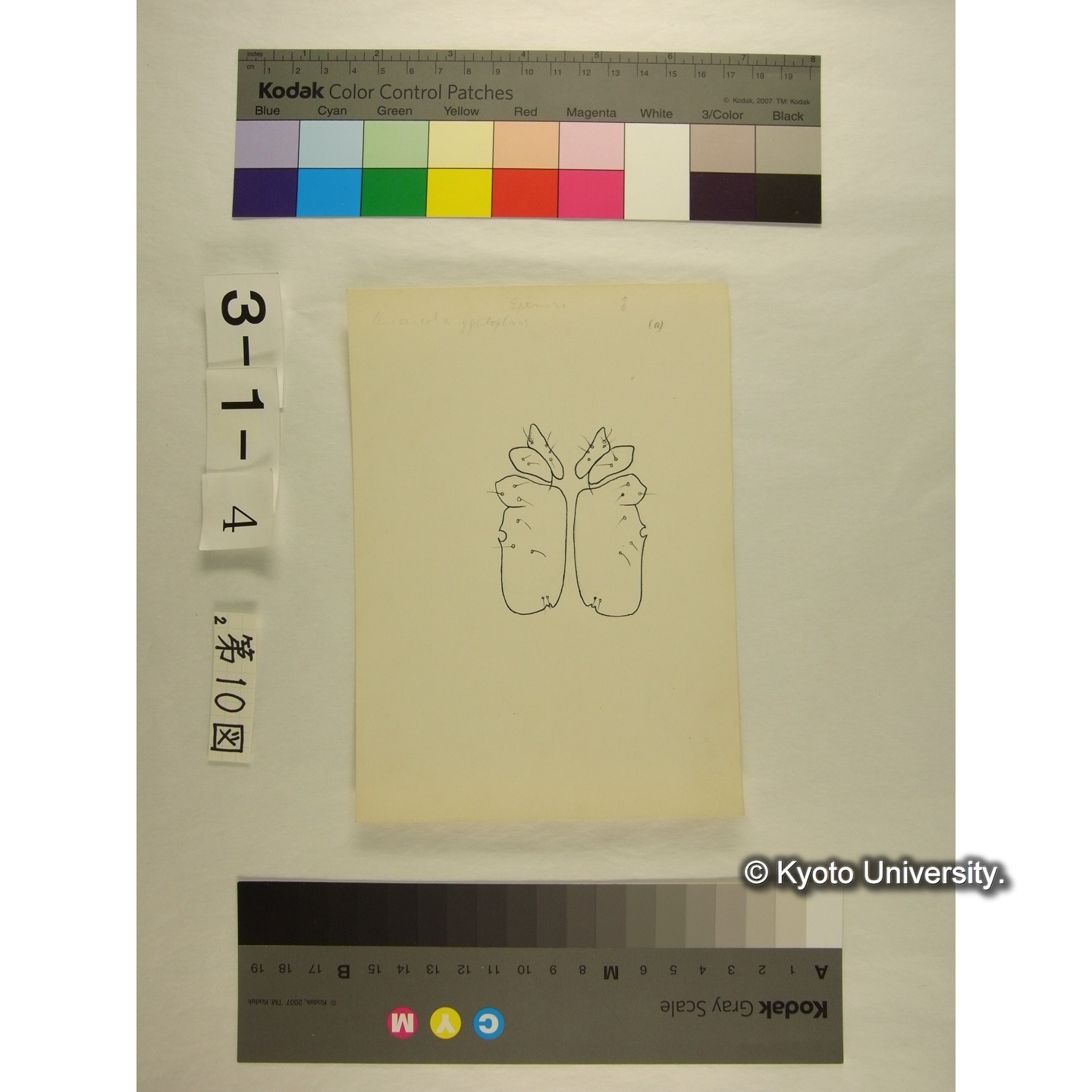 第10図 (カイダニか) (5)