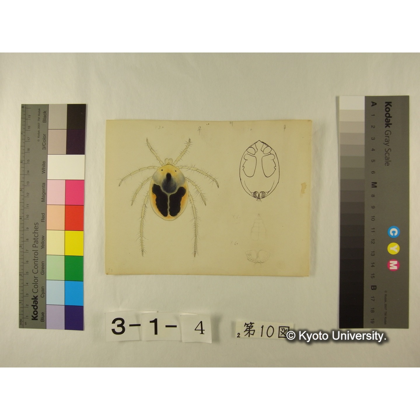 第10図 (カイダニか) (6)