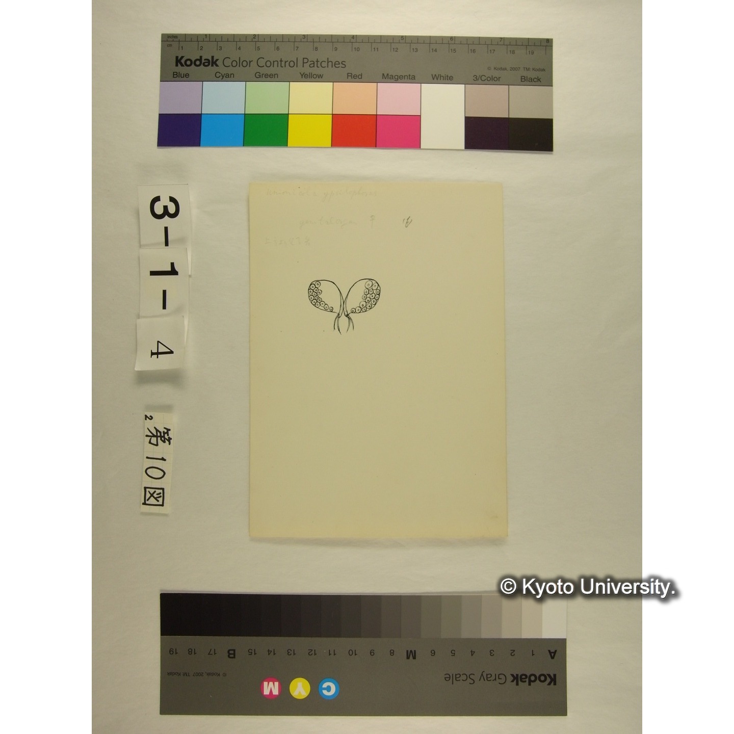 第10図 (カイダニか) (7)