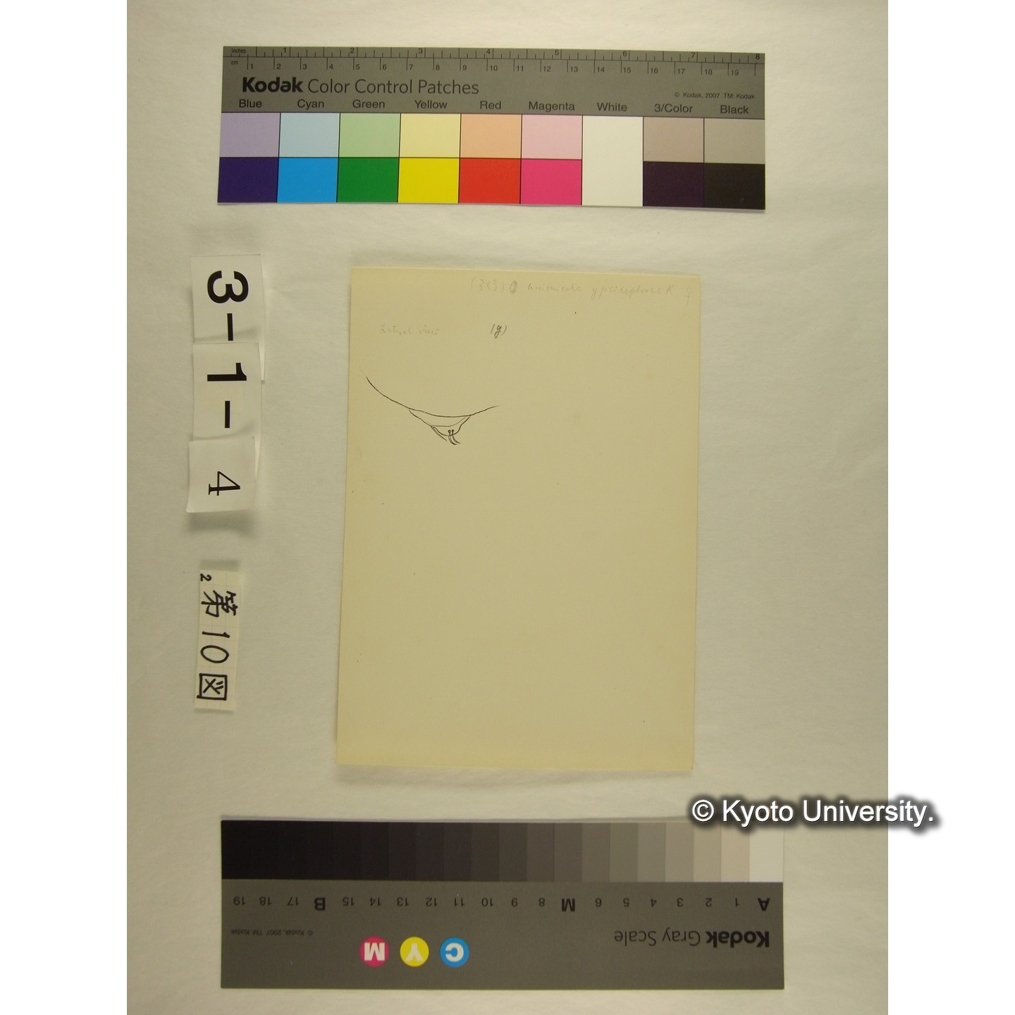 第10図 (カイダニか) (8)