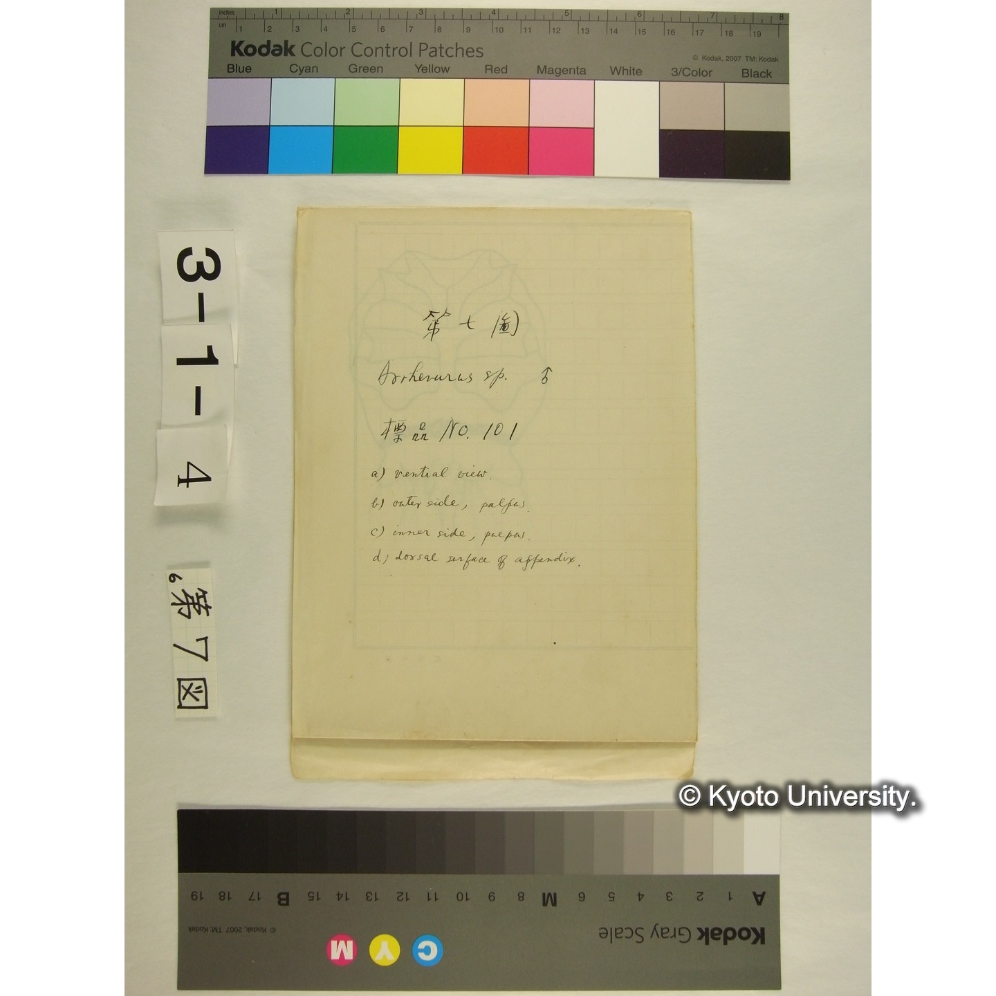 第7図 (不詳) (1)