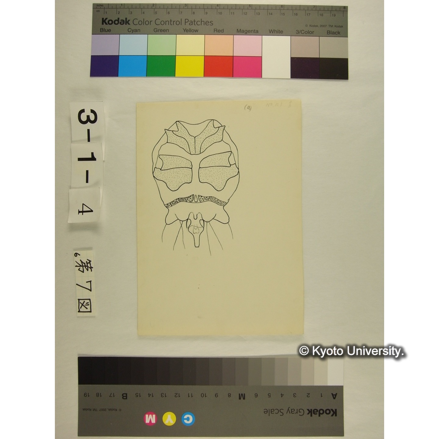 第7図 (不詳) (2)