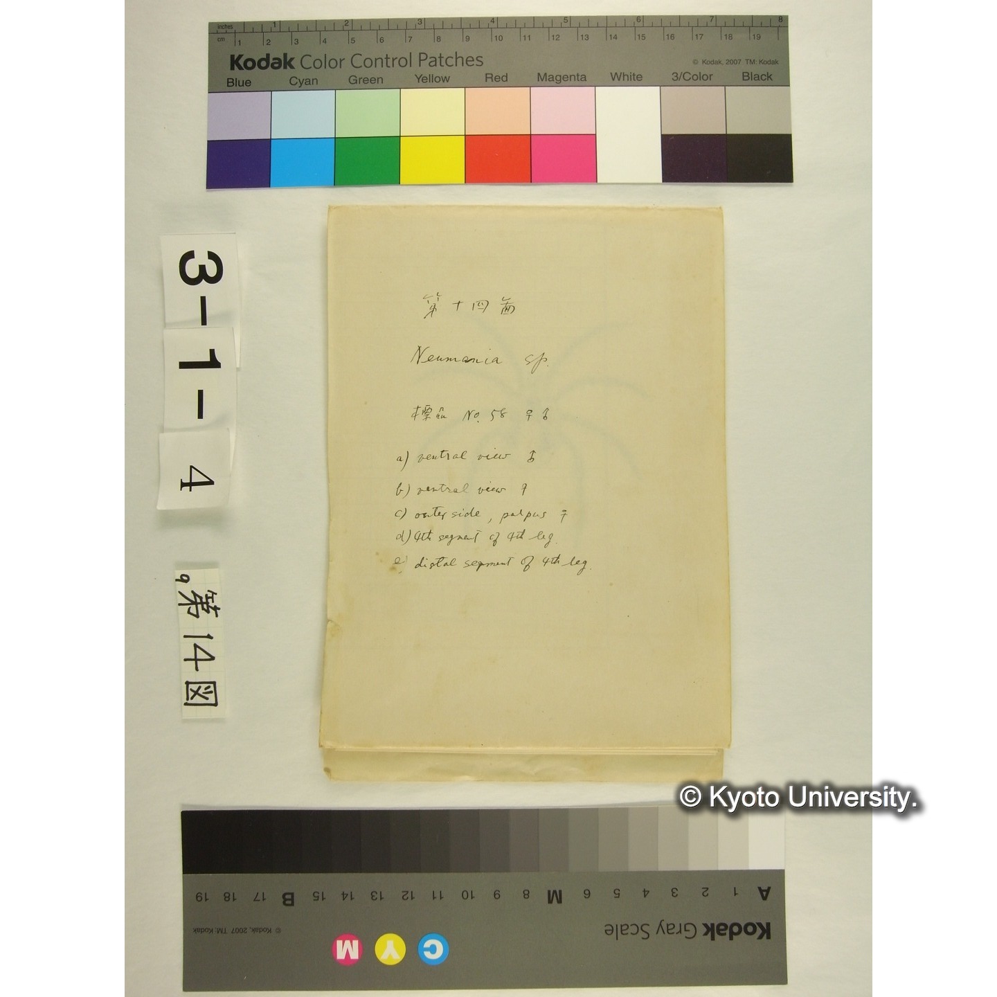 第14図 (ニセカイダニか) (1)