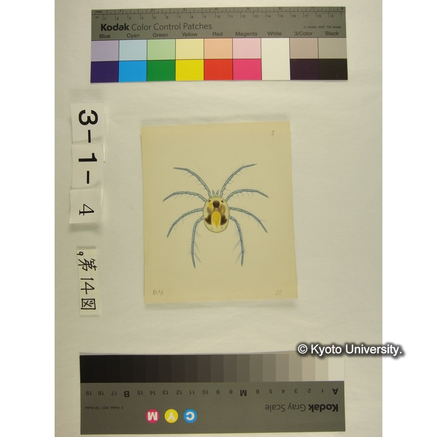 第14図 (ニセカイダニか) (2)