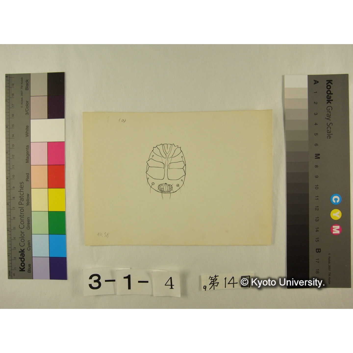 第14図 (ニセカイダニか) (3)