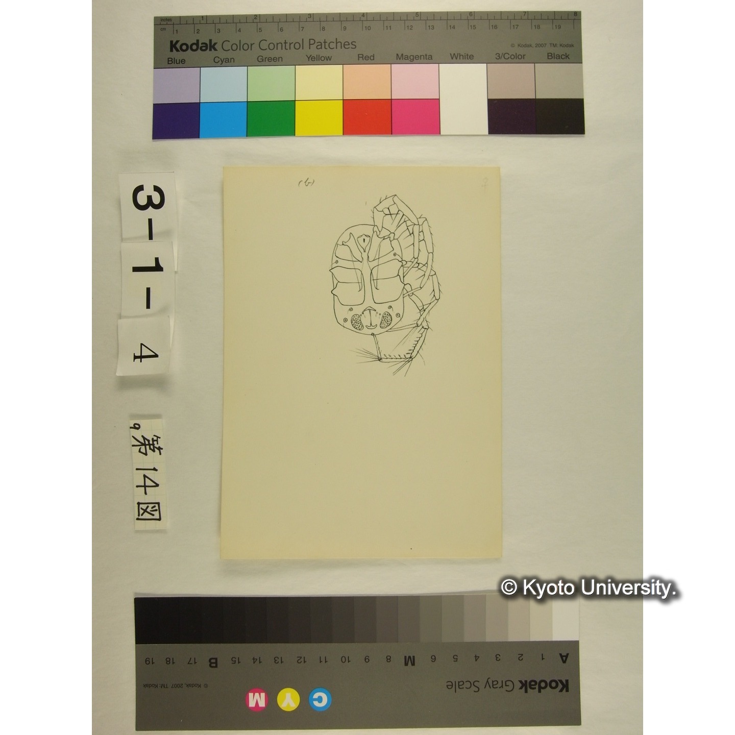 第14図 (ニセカイダニか) (4)