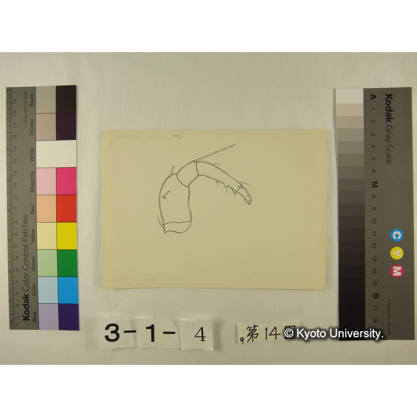 第14図 (ニセカイダニか) (5)