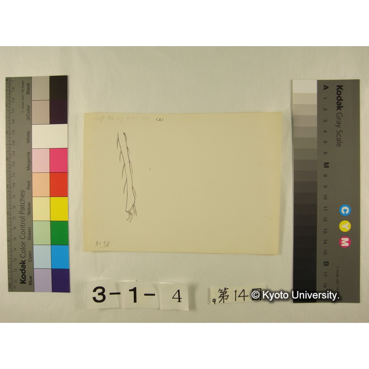 第14図 (ニセカイダニか) (6)