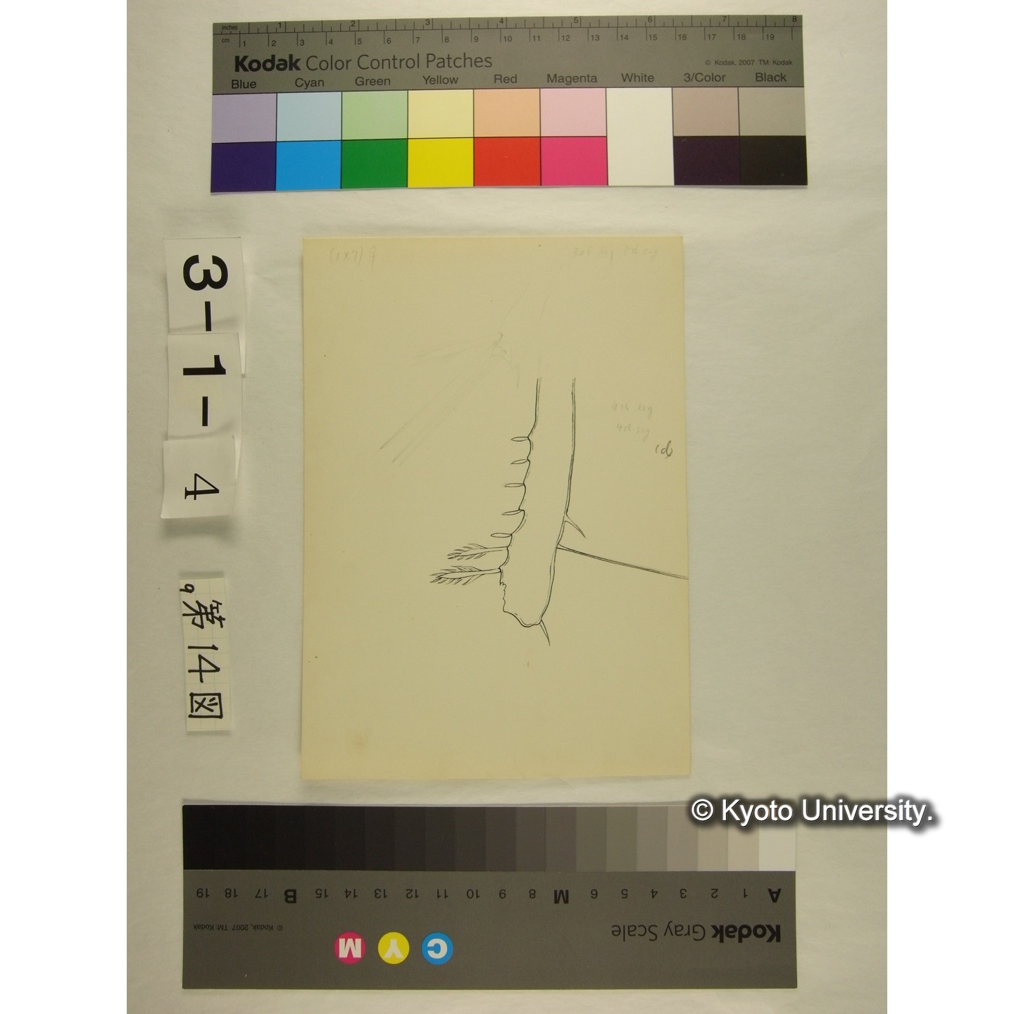 第14図 (ニセカイダニか) (7)