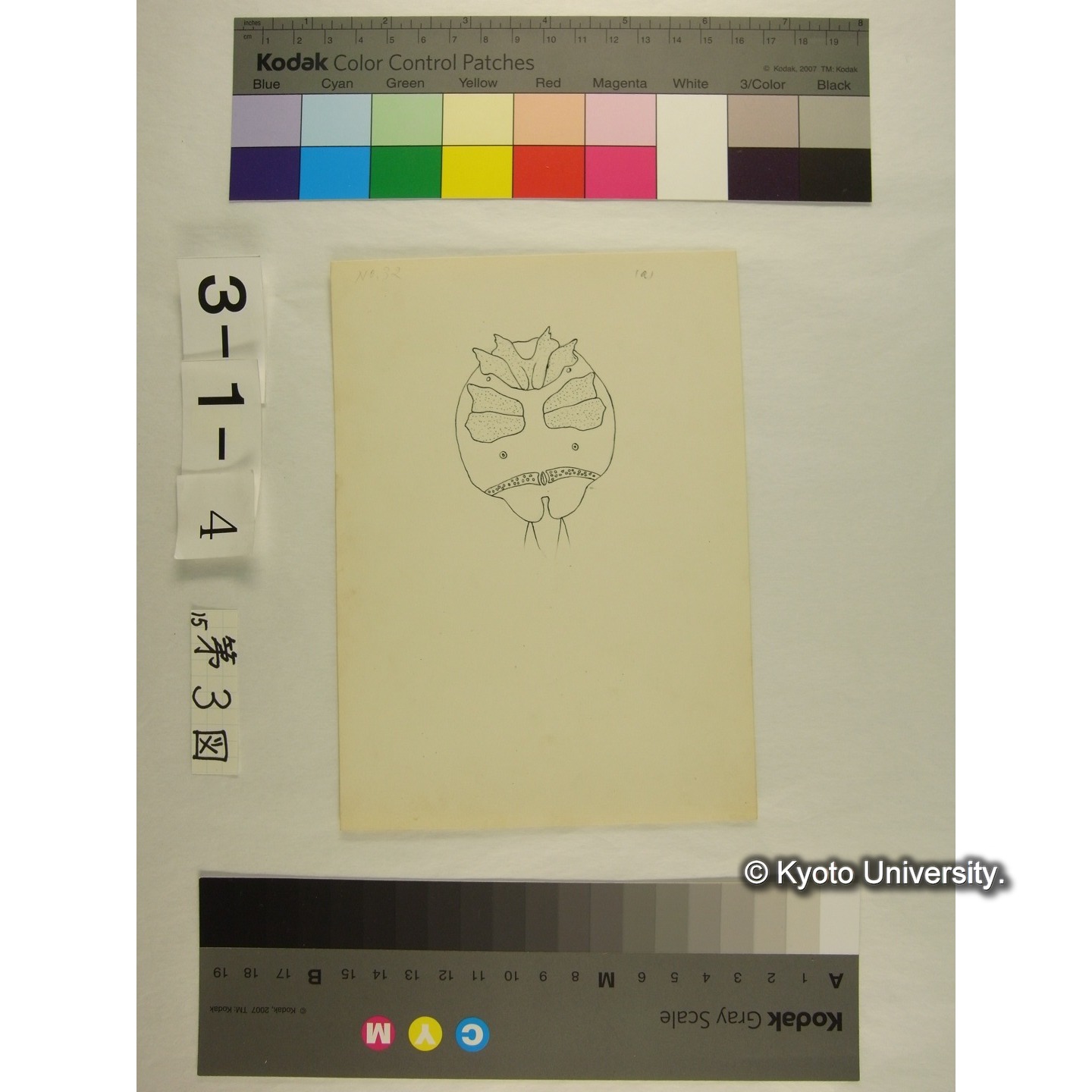 第3図 (ヨロイミズダニか) (2)