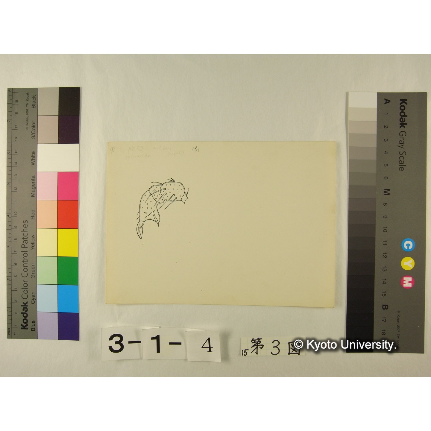 第3図 (ヨロイミズダニか) (3)