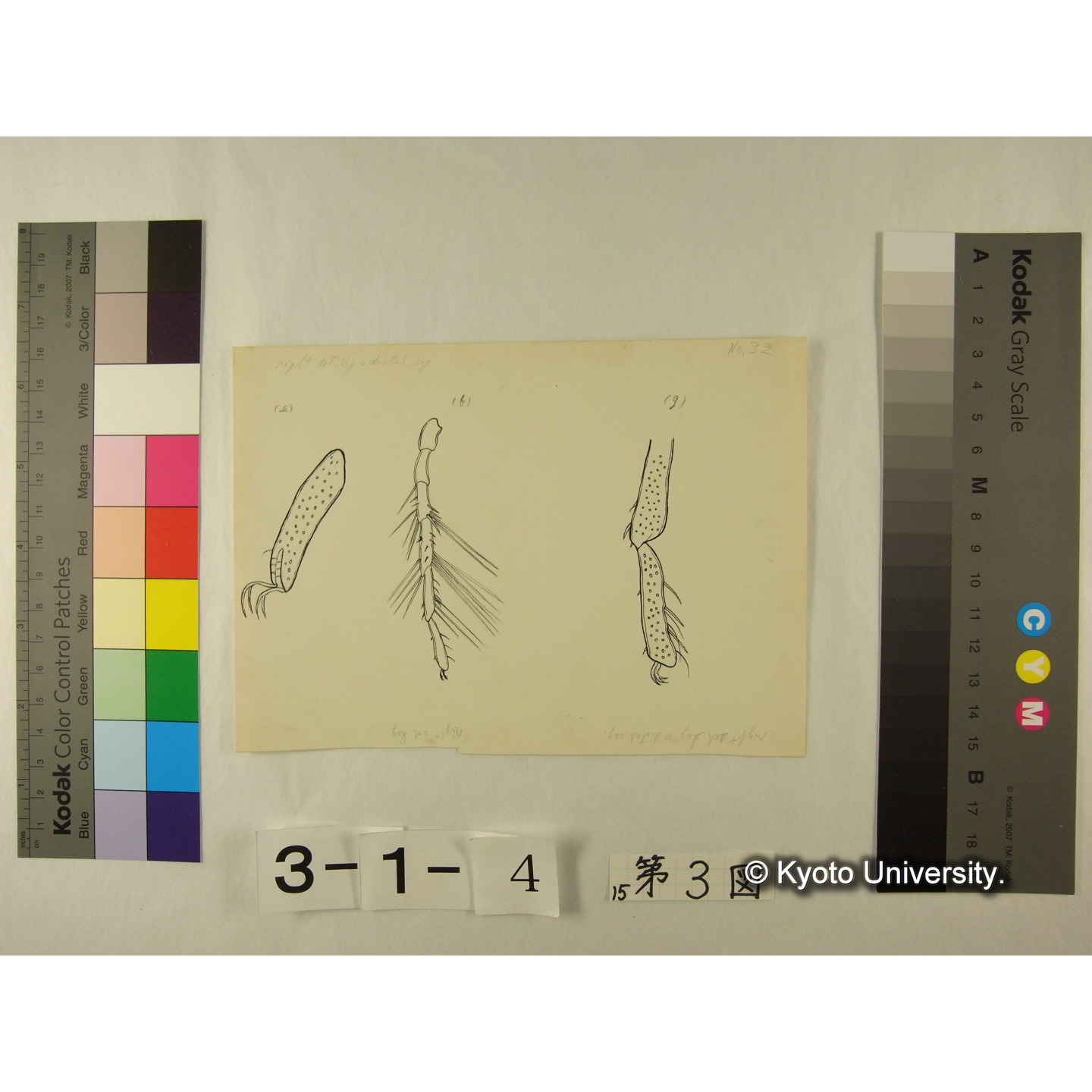 第3図 (ヨロイミズダニか) (6)