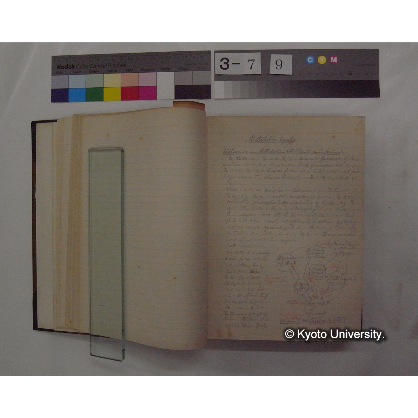 Vergleichende Physiologie (Band3: Ernahrung) (比較生理学 巻3 栄養) [翻訳ノート製本か] (12)