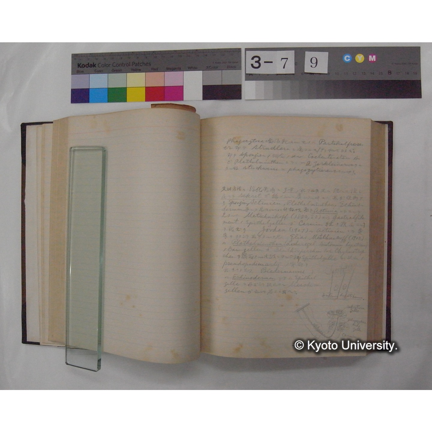 Vergleichende Physiologie (Band3: Ernahrung) (比較生理学 巻3 栄養) [翻訳ノート製本か] (17)