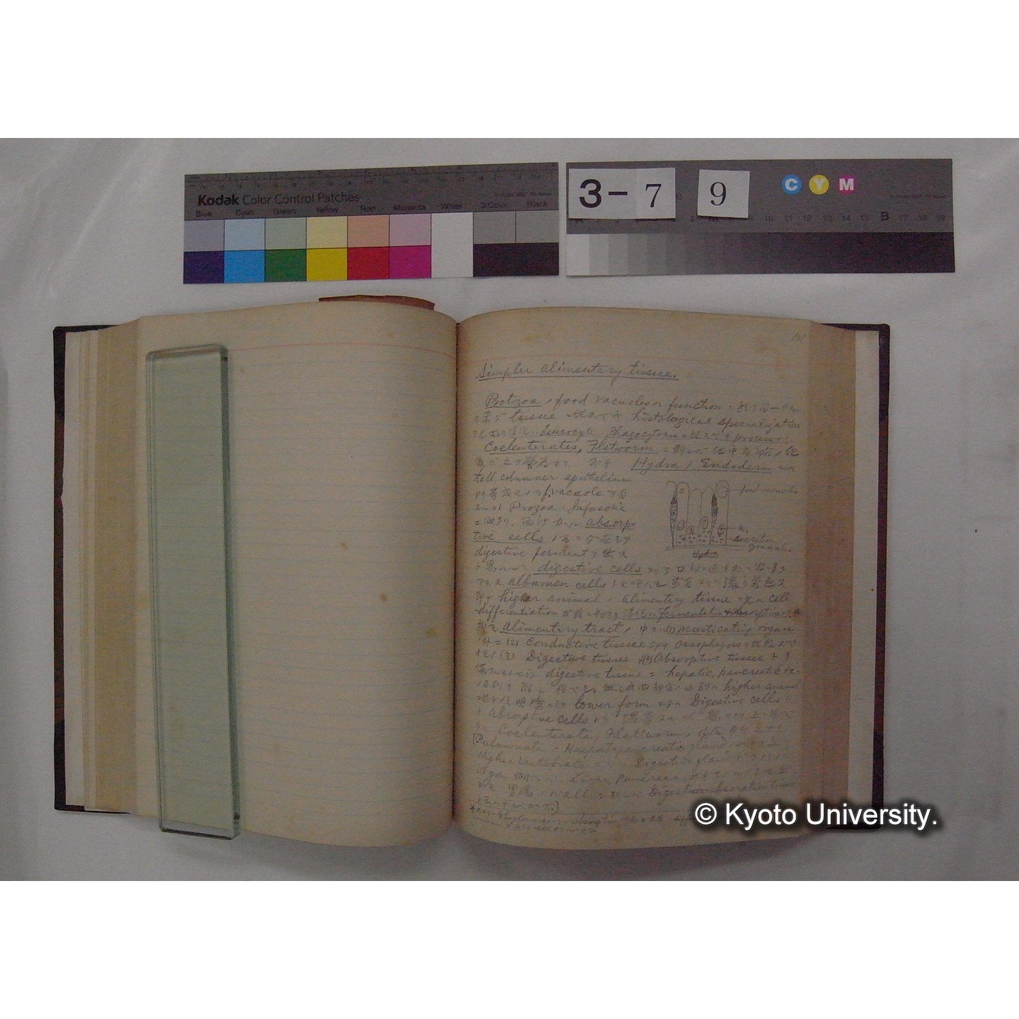 Vergleichende Physiologie (Band3: Ernahrung) (比較生理学 巻3 栄養) [翻訳ノート製本か] (20)