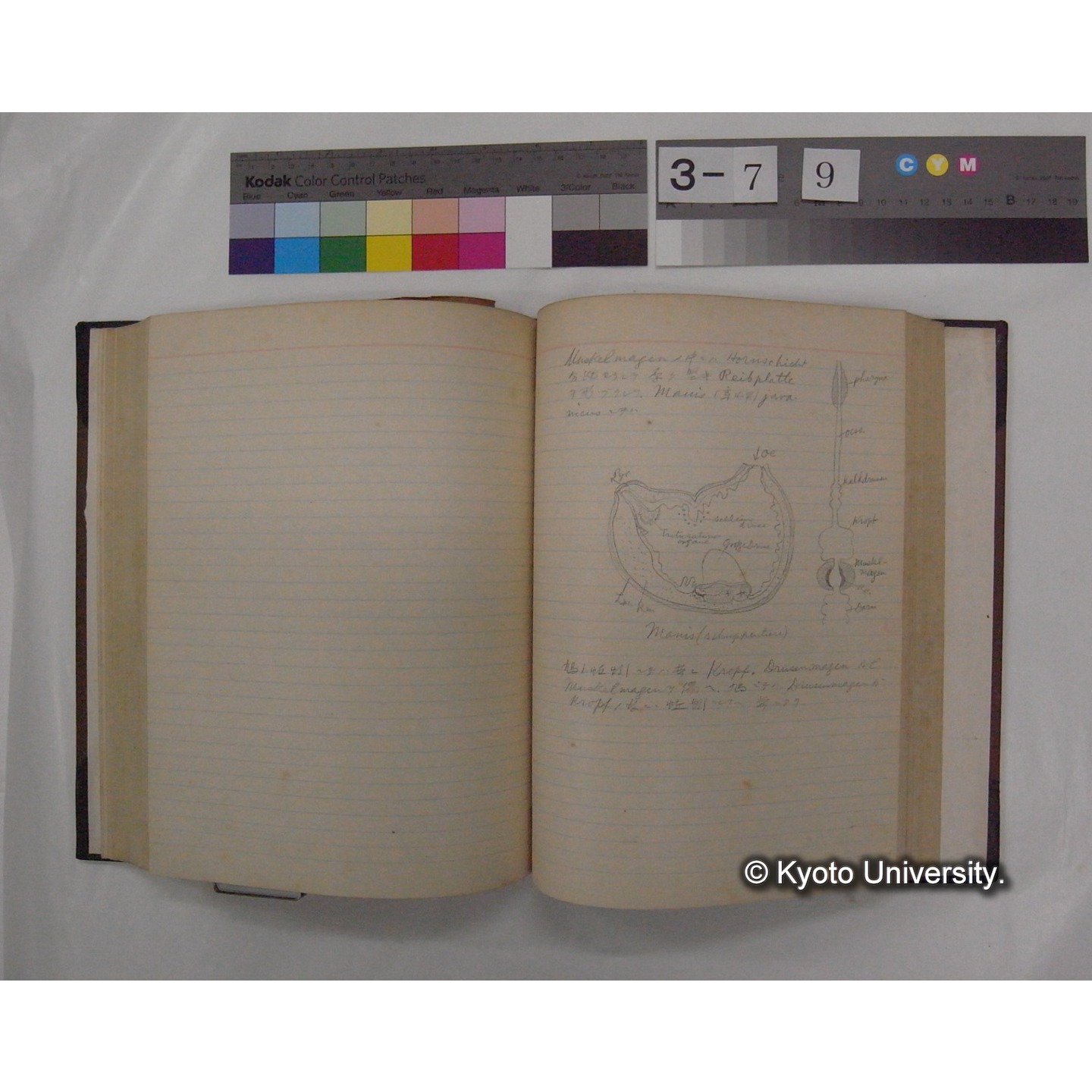 Vergleichende Physiologie (Band3: Ernahrung) (比較生理学 巻3 栄養) [翻訳ノート製本か] (22)