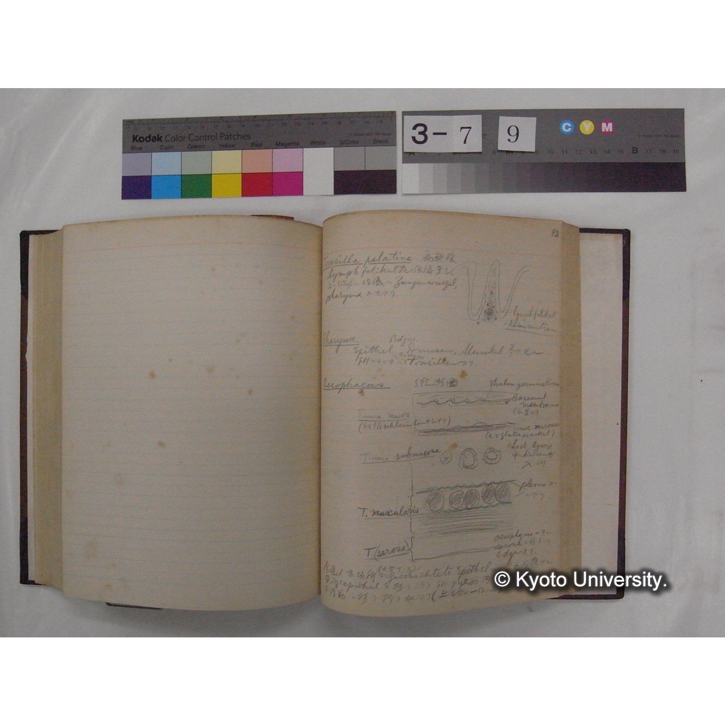 Vergleichende Physiologie (Band3: Ernahrung) (比較生理学 巻3 栄養) [翻訳ノート製本か] (26)