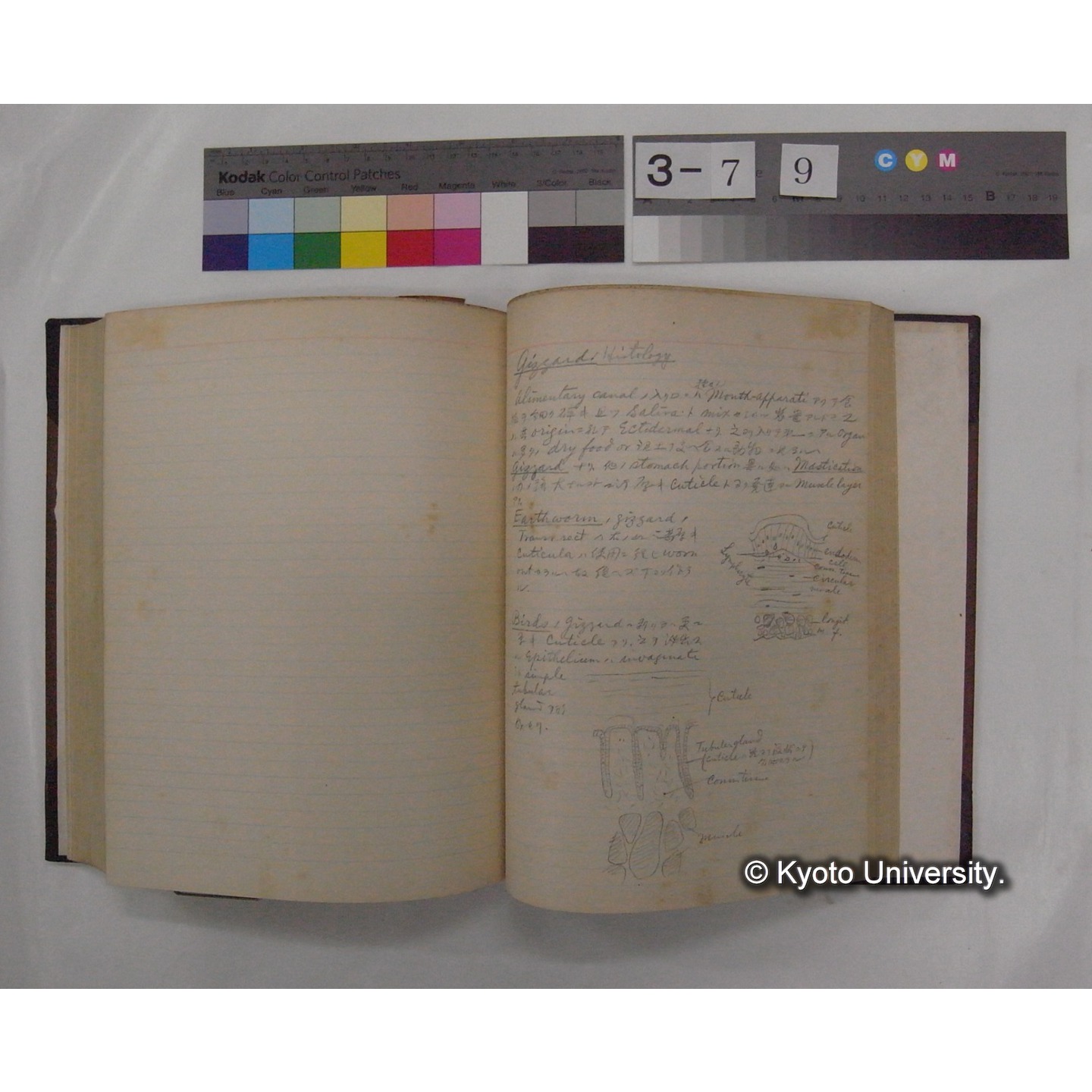 Vergleichende Physiologie (Band3: Ernahrung) (比較生理学 巻3 栄養) [翻訳ノート製本か] (27)