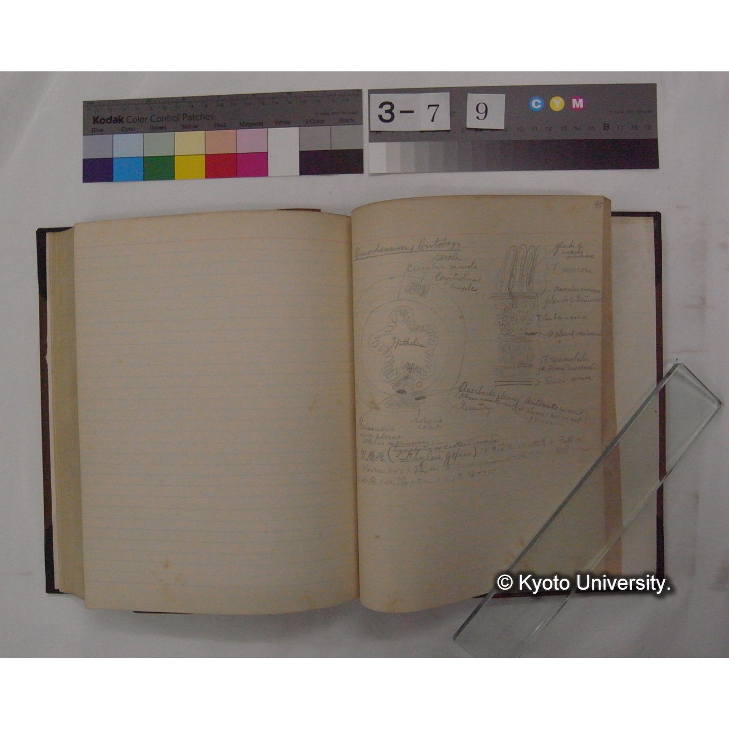 Vergleichende Physiologie (Band3: Ernahrung) (比較生理学 巻3 栄養) [翻訳ノート製本か] (28)