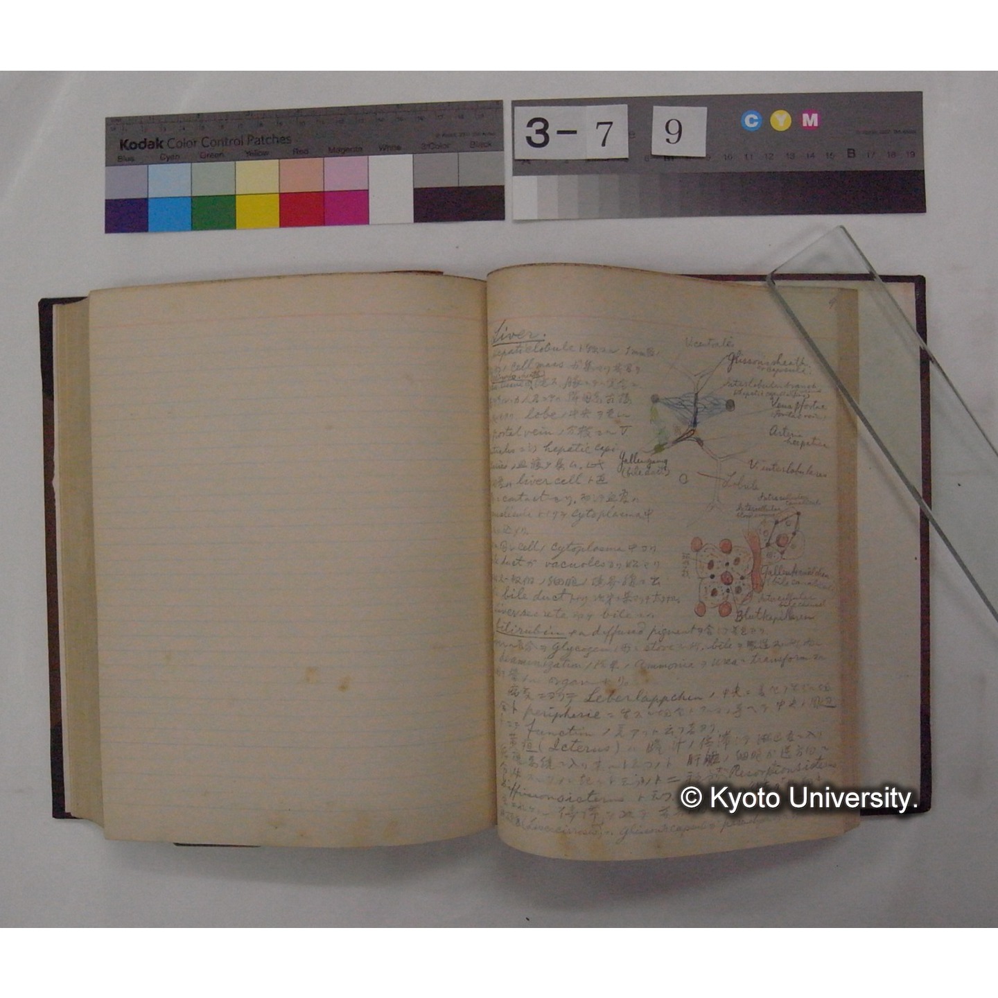 Vergleichende Physiologie (Band3: Ernahrung) (比較生理学 巻3 栄養) [翻訳ノート製本か] (29)