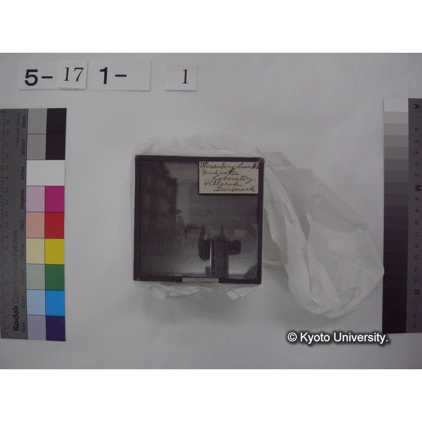 スライド(ガラス種板) (8)