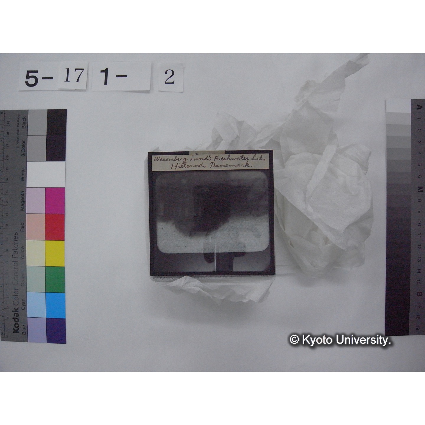 スライド(ガラス種板) (9)