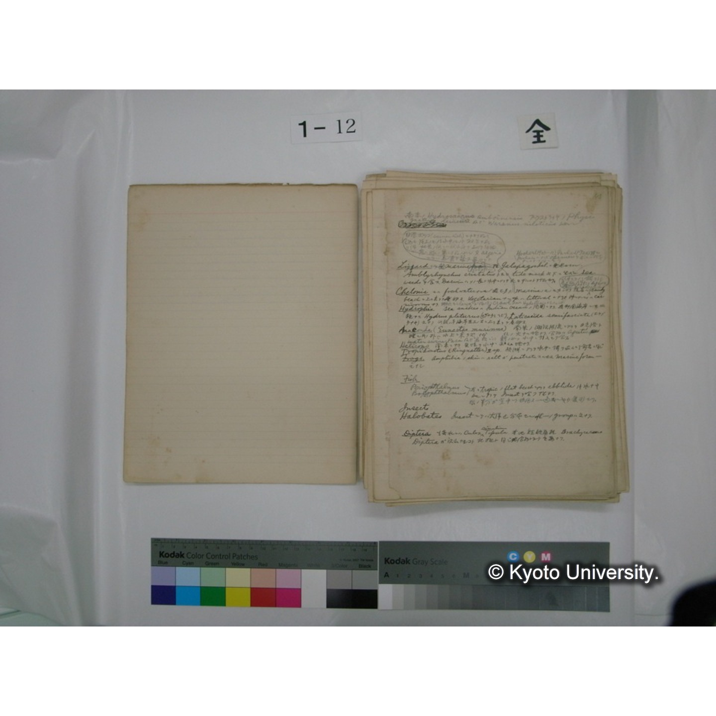 (水生生物) [直筆原稿] / (川村多實二) (3)