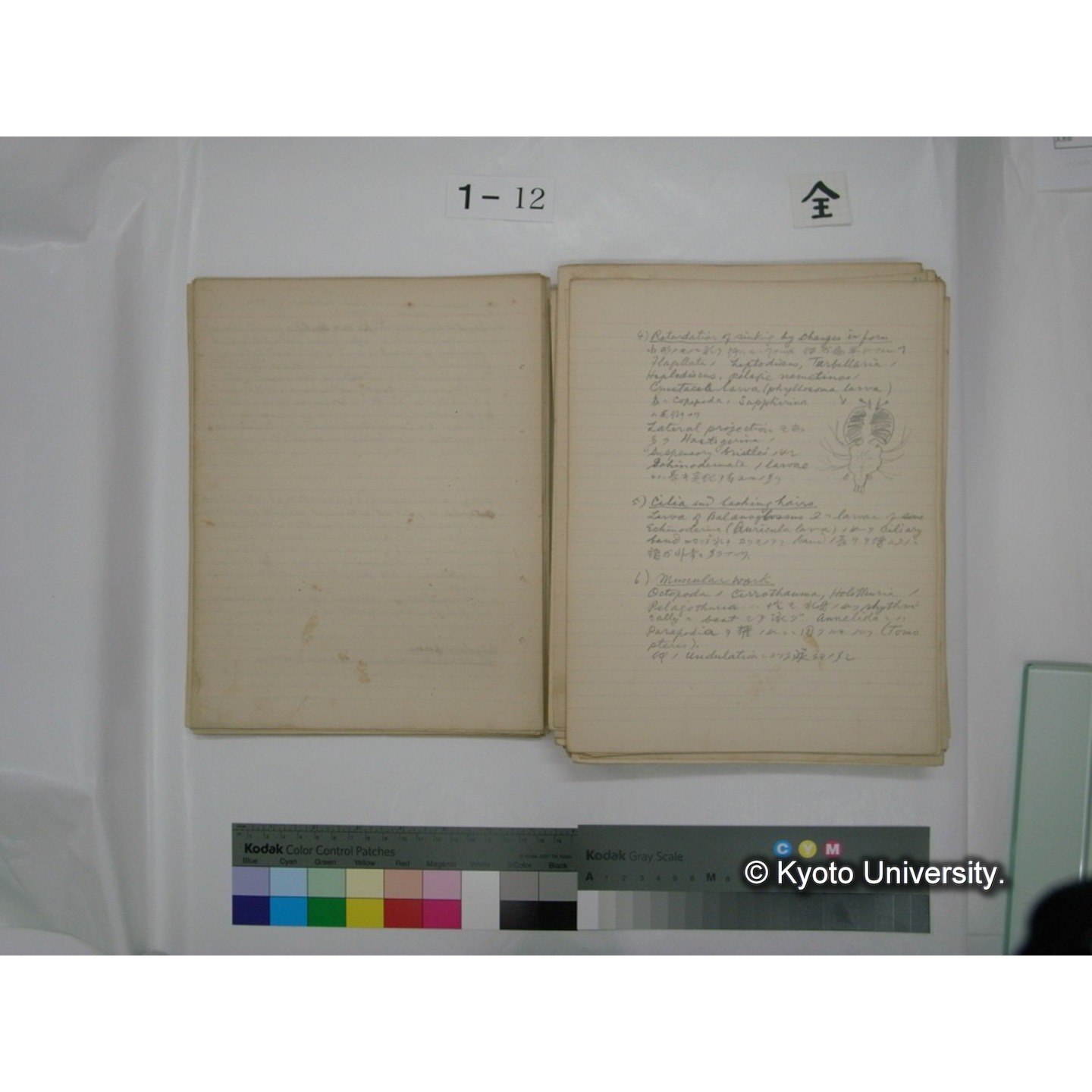 (水生生物) [直筆原稿] / (川村多實二) (28)