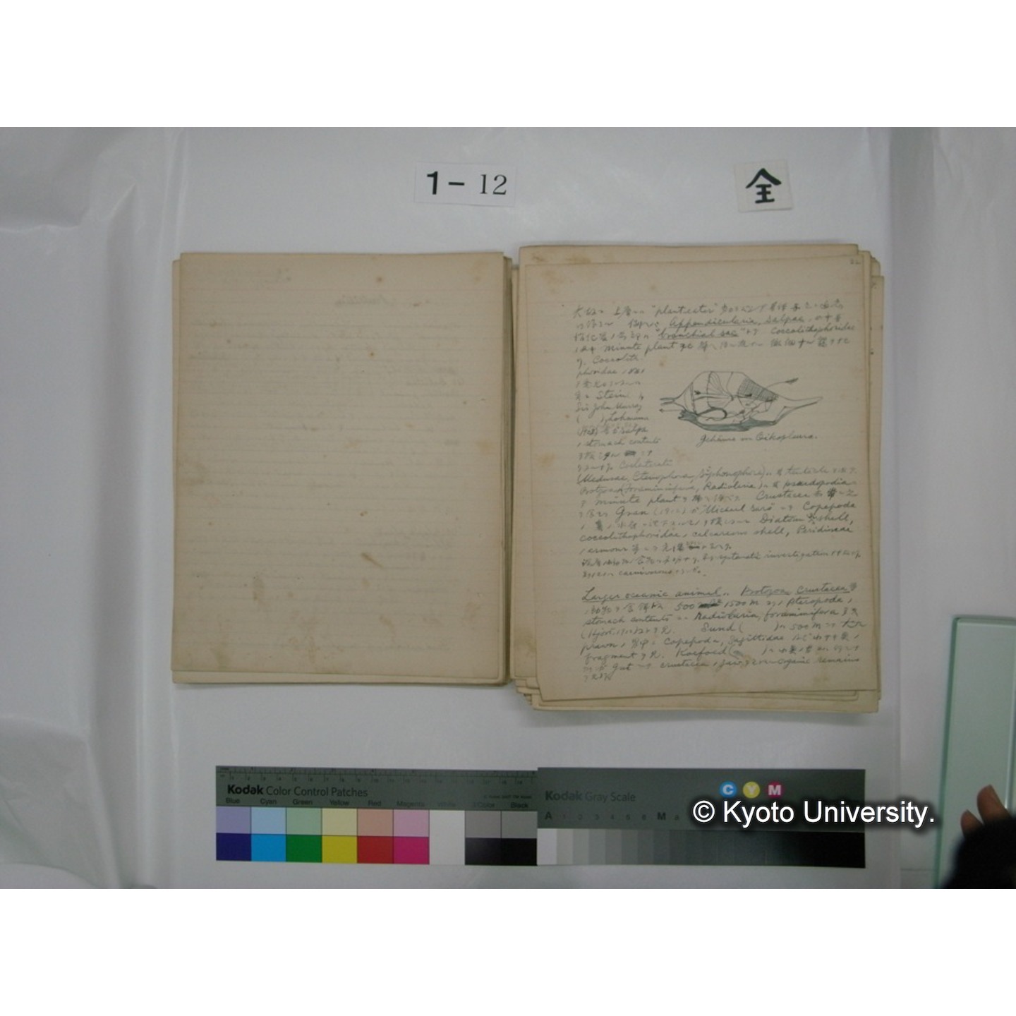 (水生生物) [直筆原稿] / (川村多實二) (31)